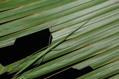 Graeffea seychellensis