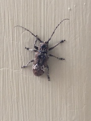 Prosoplus bankii