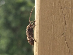 Prosoplus bankii