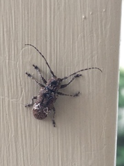 Prosoplus bankii