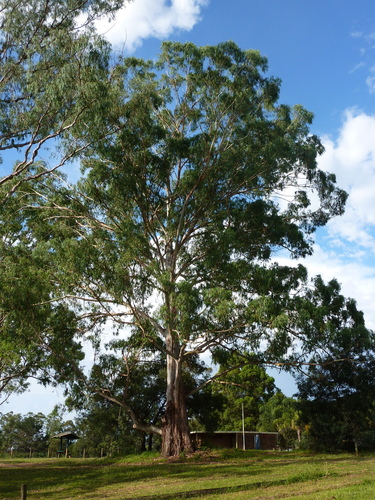 Eucalyptus benthamii Maiden & Cambage