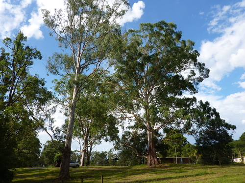 Eucalyptus benthamii Maiden & Cambage 3
