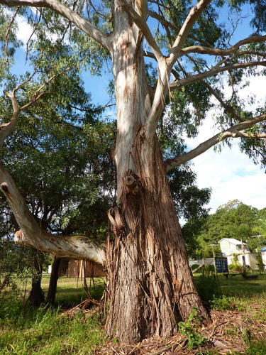 Eucalyptus benthamii Maiden & Cambage 2