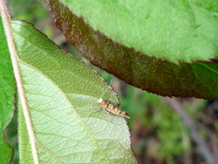 Argyresthia alternatella