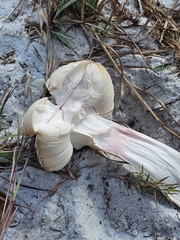 Amanita mutabilis image
