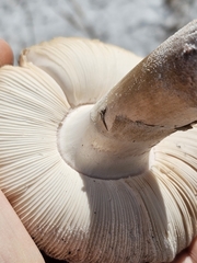 Amanita mutabilis image