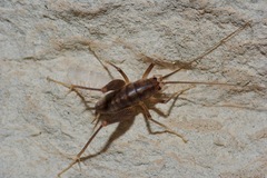 Ceuthophilus secretus