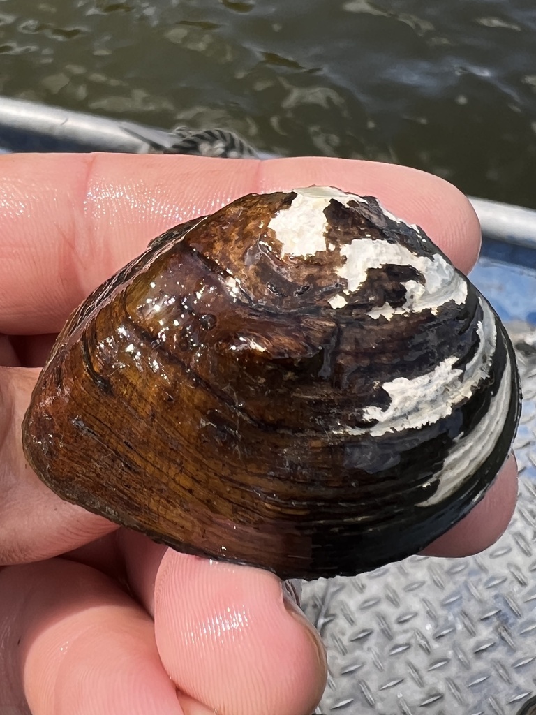 Three-horn Wartyback from Alabama River, Franklin, AL, US on October 26 ...