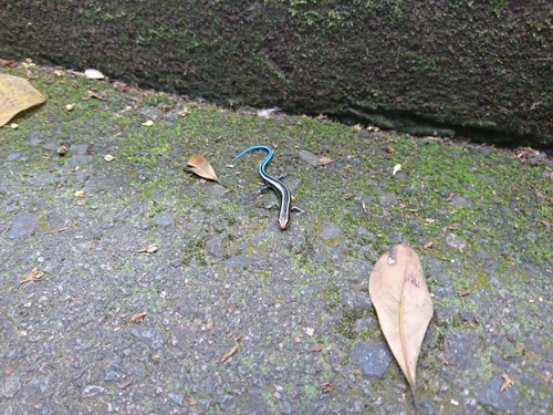 Plestiodon quadrilineatus