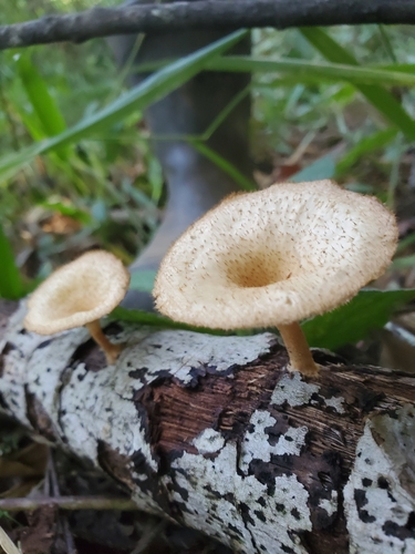 Panus strigellus