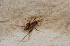 Ceuthophilus secretus