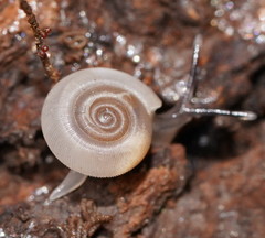 Meredithena dandenongensis