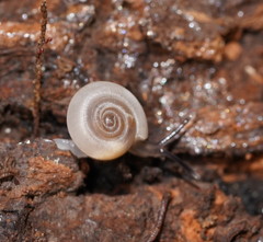 Meredithena dandenongensis