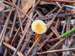 Hygrocybe parvula