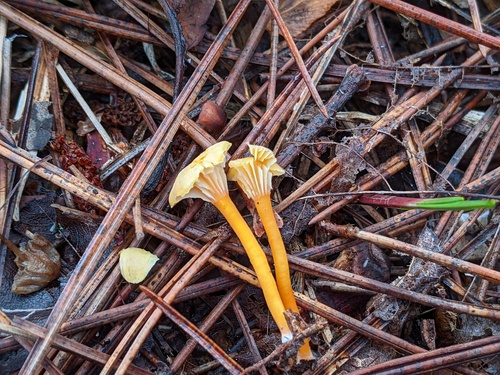 Hygrocybe parvula (Photo 2 of 2)