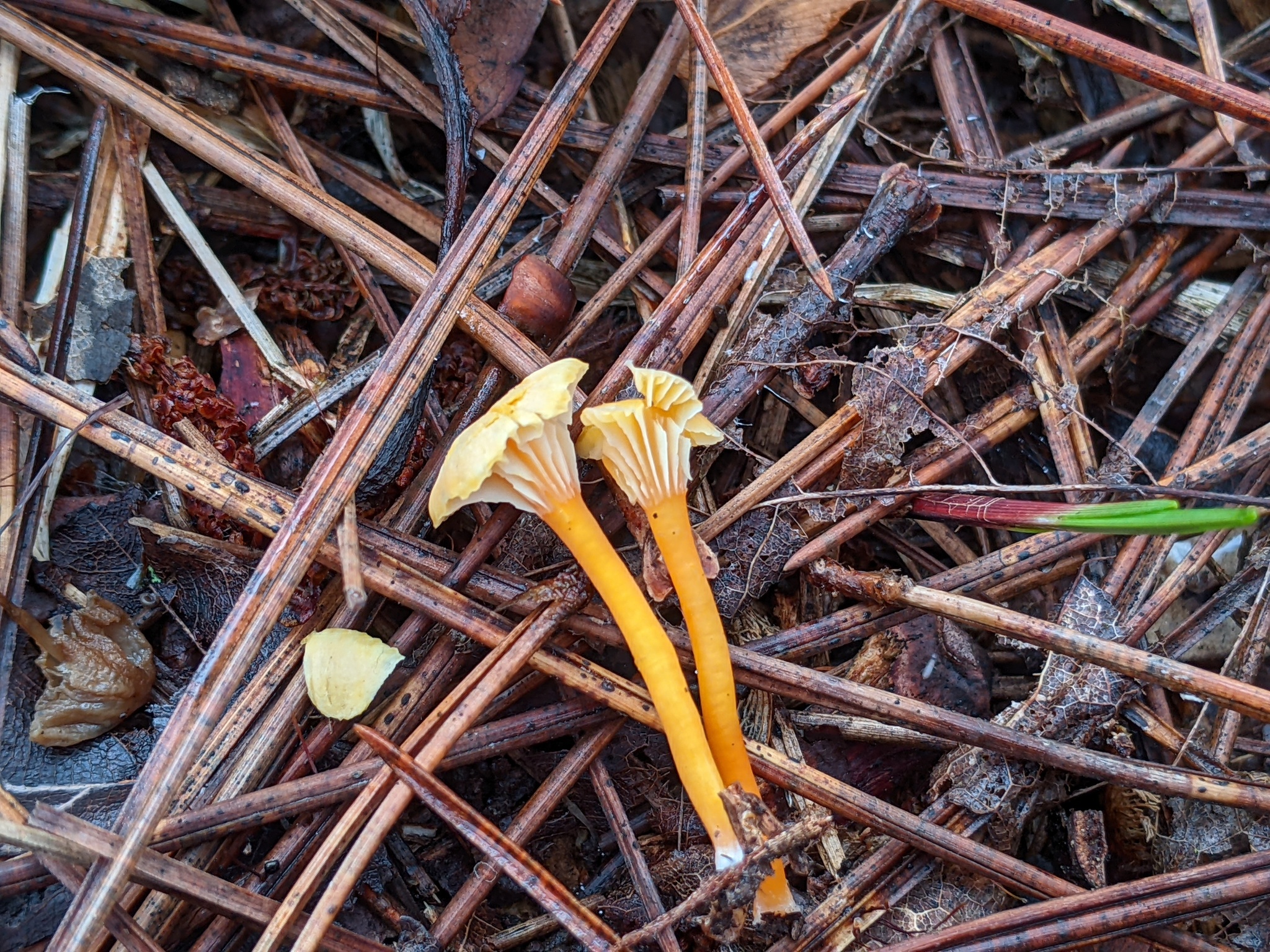 Hygrocybe parvula (Photo 2 of 2)