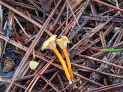 Hygrocybe parvula (Photo 2 of 2)