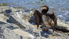 Anhinga novaehollandiae