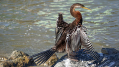 Anhinga novaehollandiae
