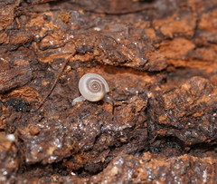 Meredithena dandenongensis