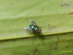 Hypopygiopsis
