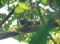 Callosciurus pygerythrus