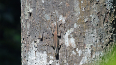 Dasia vittata