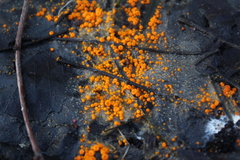 Byssonectria terrestris