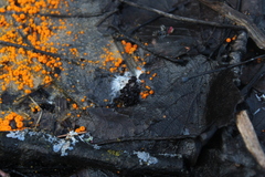 Pseudombrophila guldeniae