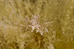 Hermaea evelinemarcusae