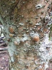 Fungi