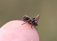 Decticita balli
