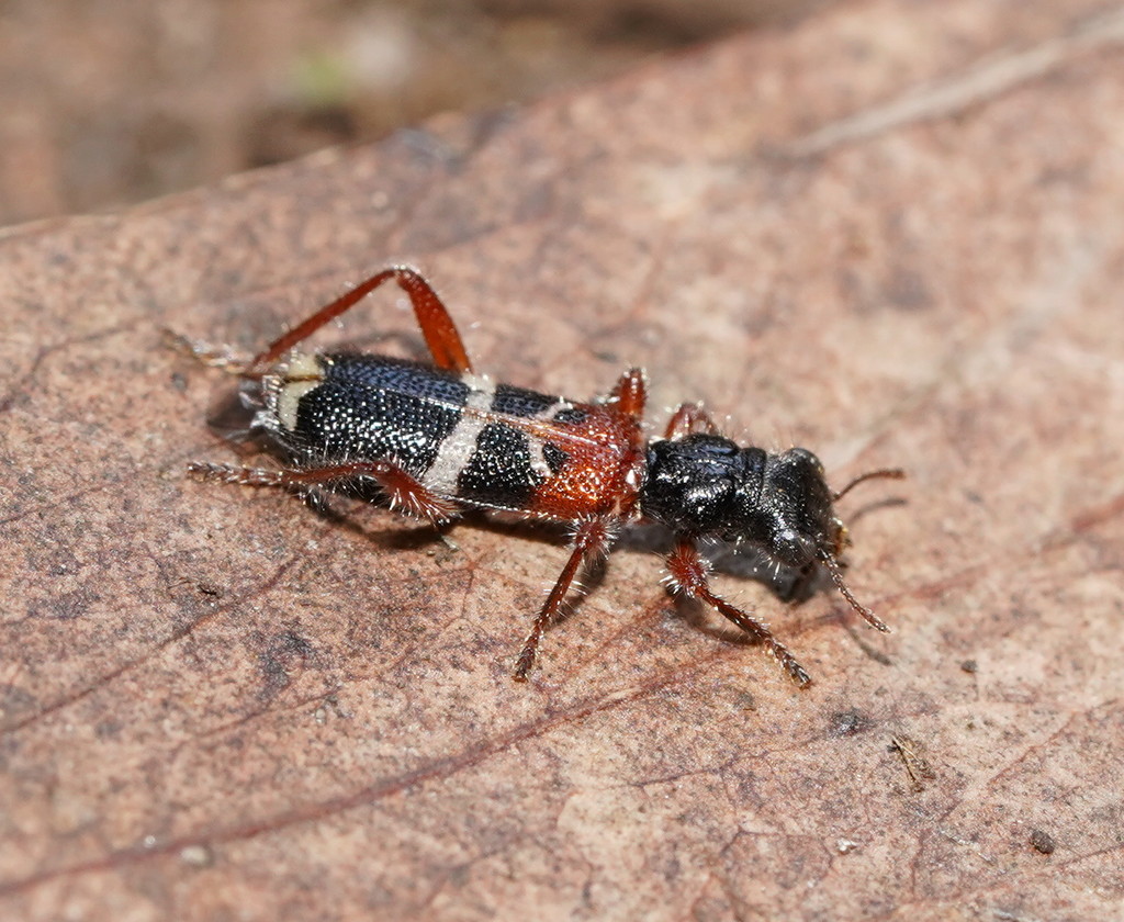 Blackburniella