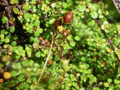 Veronica decora