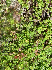 Veronica decora