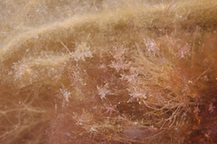 Hermaea evelinemarcusae