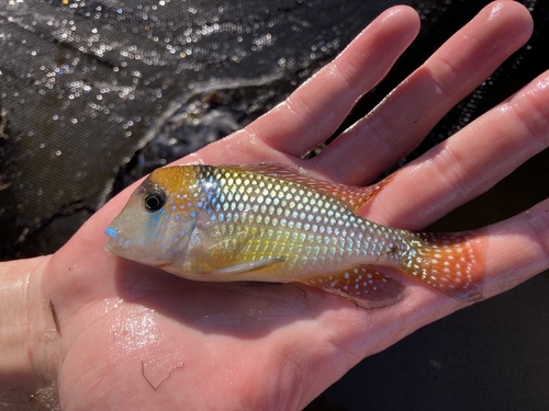 Parelmoer-aardeter (Gymnogeophagus gymnogenys) — Cichlidae