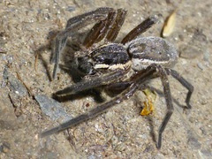 Dolomedes aquaticus