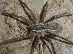 Dolomedes aquaticus