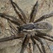 Water Spider - Photo (c) Mike Bowie, some rights reserved (CC BY-NC), uploaded by Mike Bowie