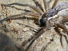 Dolomedes aquaticus