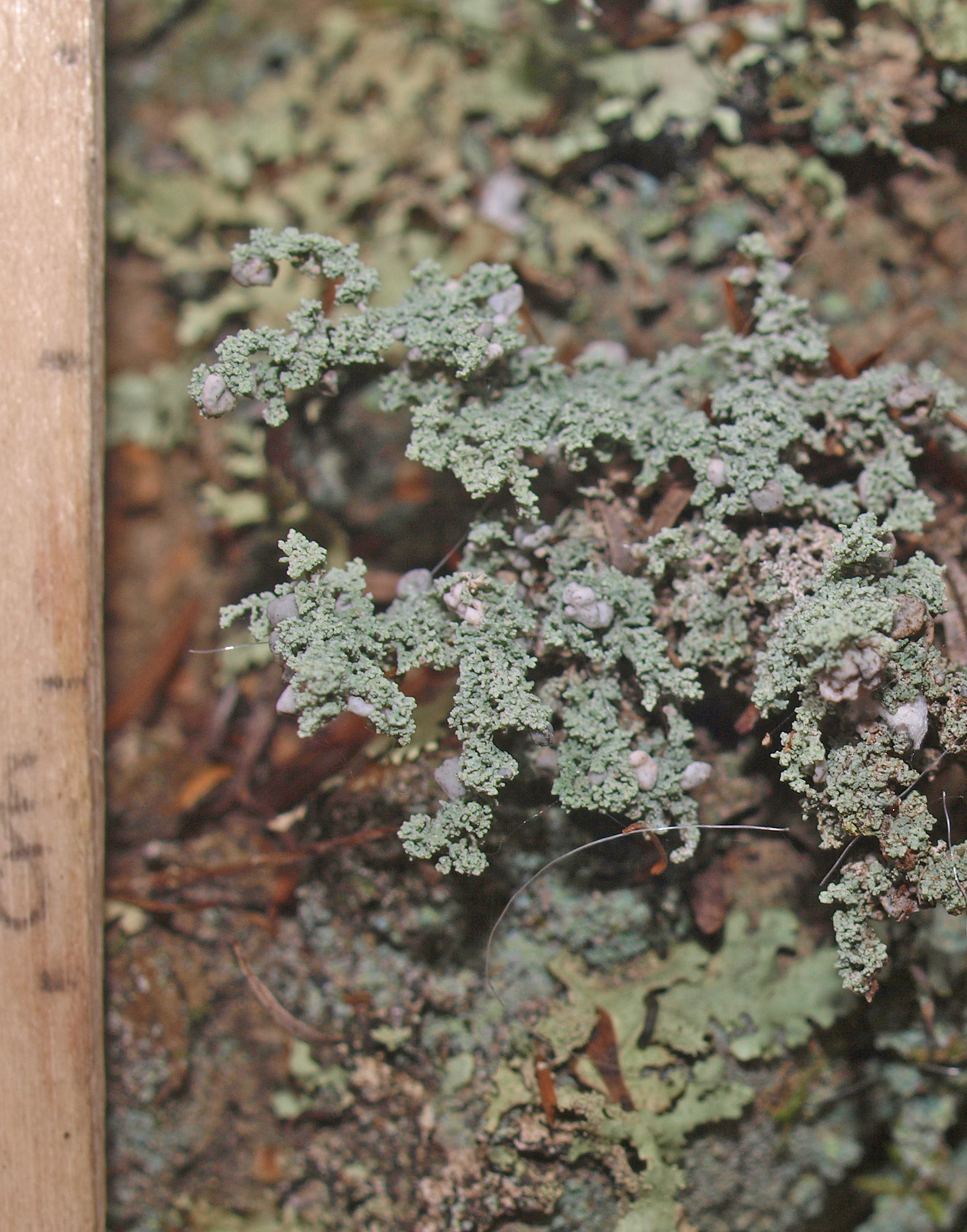 Stereocaulaceae image