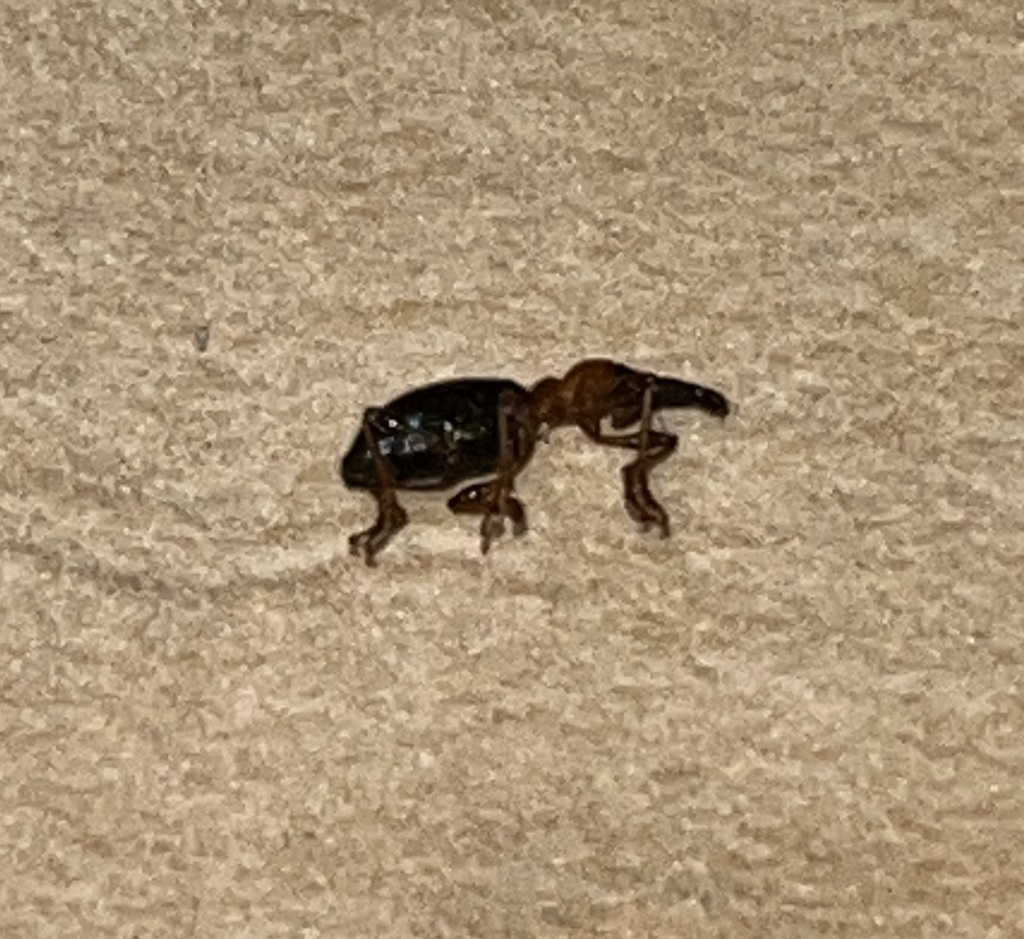 Sweet Potato Weevil from The University of the West Indies At Mona