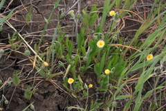 Microseris douglasii