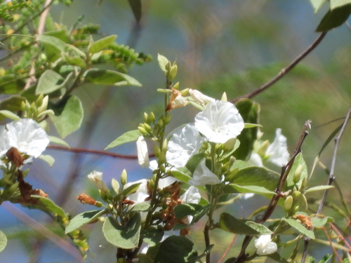 Jacquemontia nodiflora, photograph 4