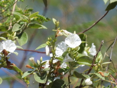 Jacquemontia nodiflora, photograph Sinaloa Silvestre, CC0, iNaturalist via GBIF