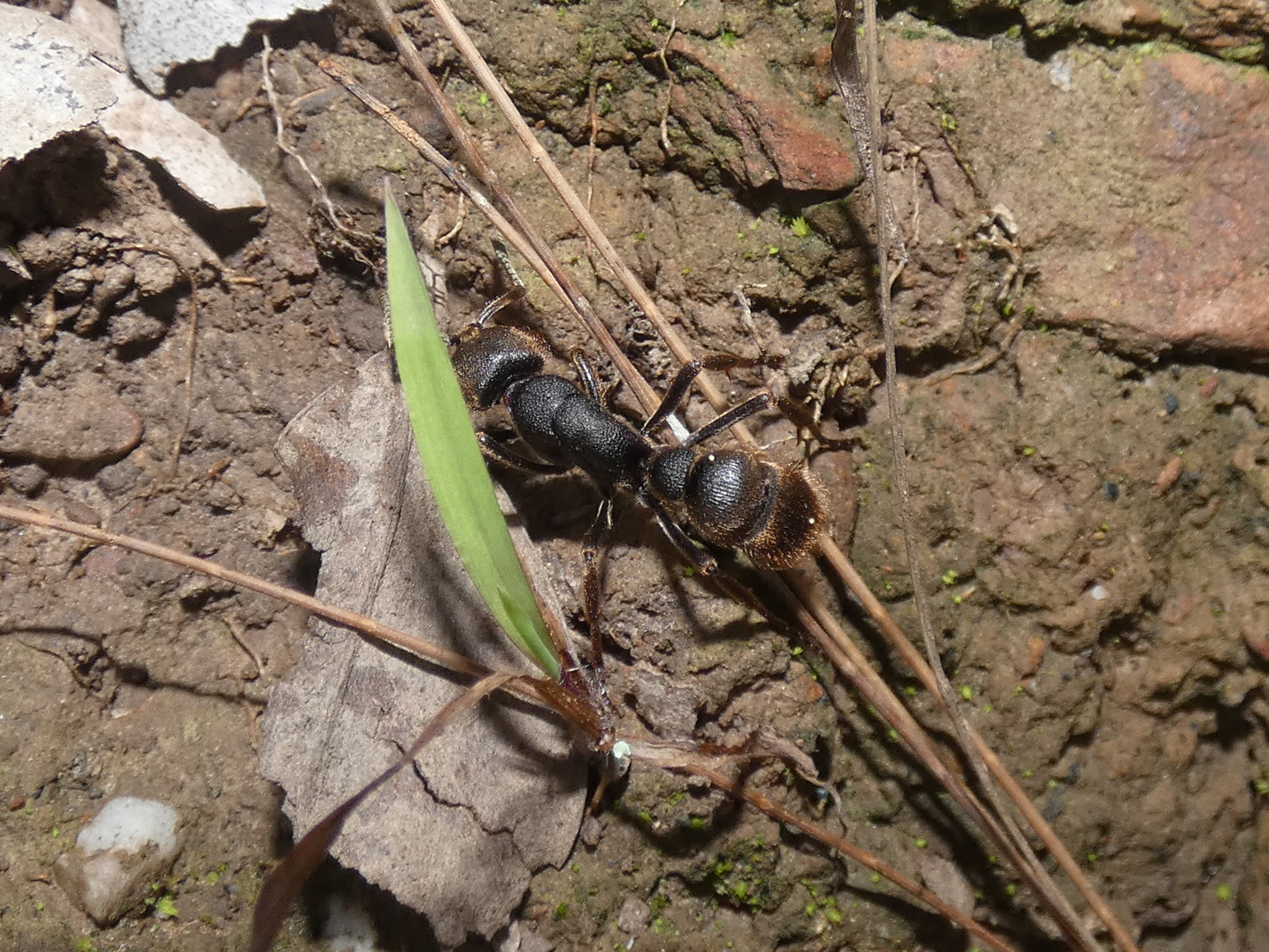 Pseudoneoponera porcata