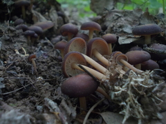 Gymnopus ocior