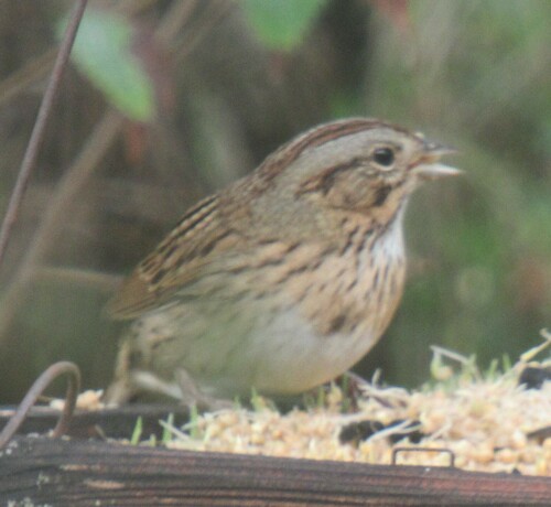 Lincoln's Sparrow, 5365 CR 326, Lexington, Lee Co, TX, USA, photo 9 of 10