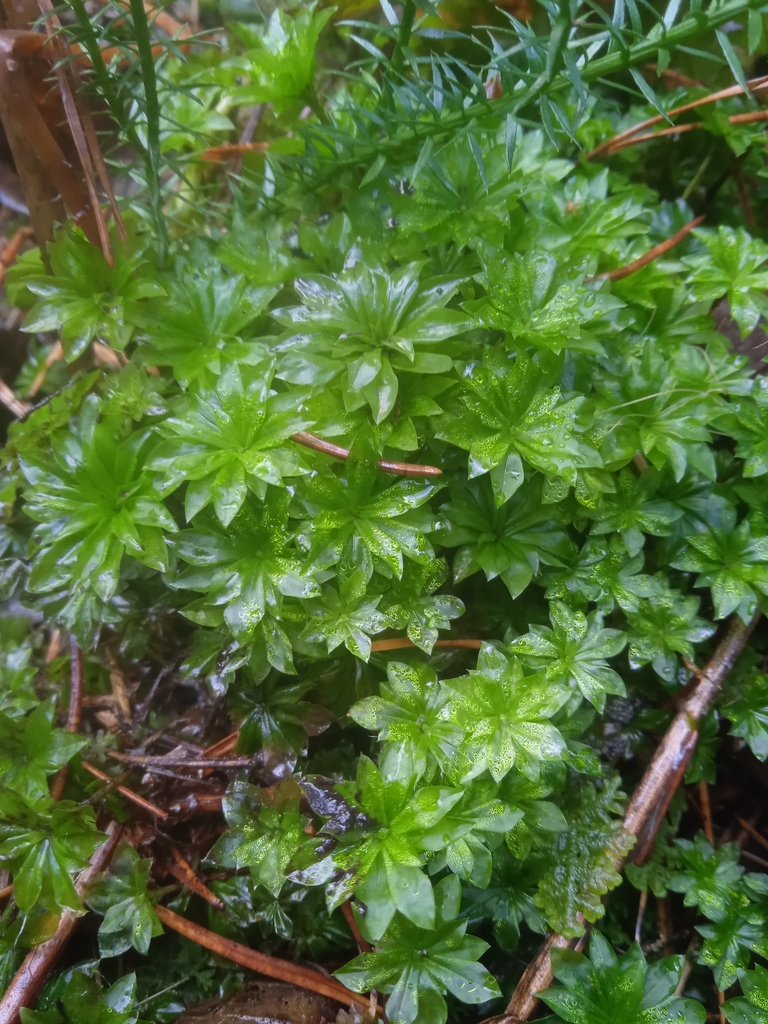 Rose Moss